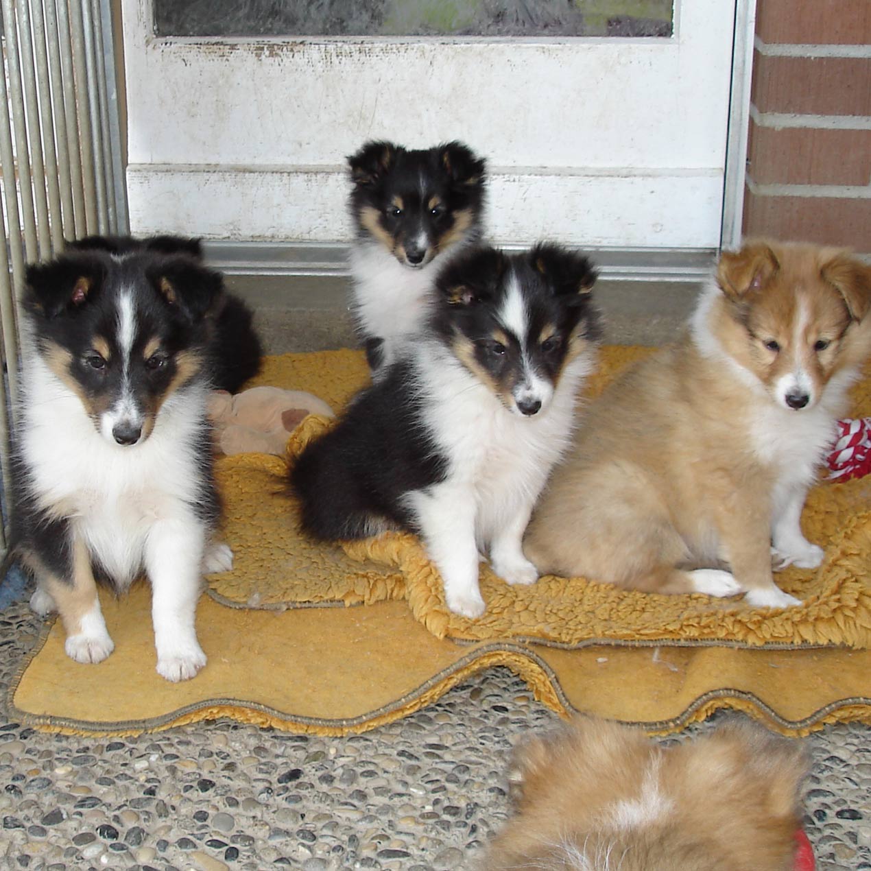 shelties