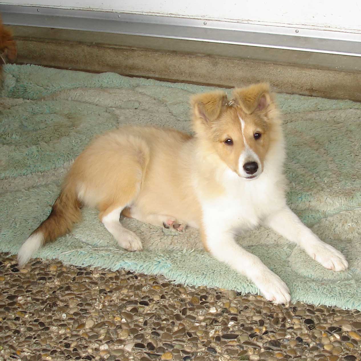 Roxy