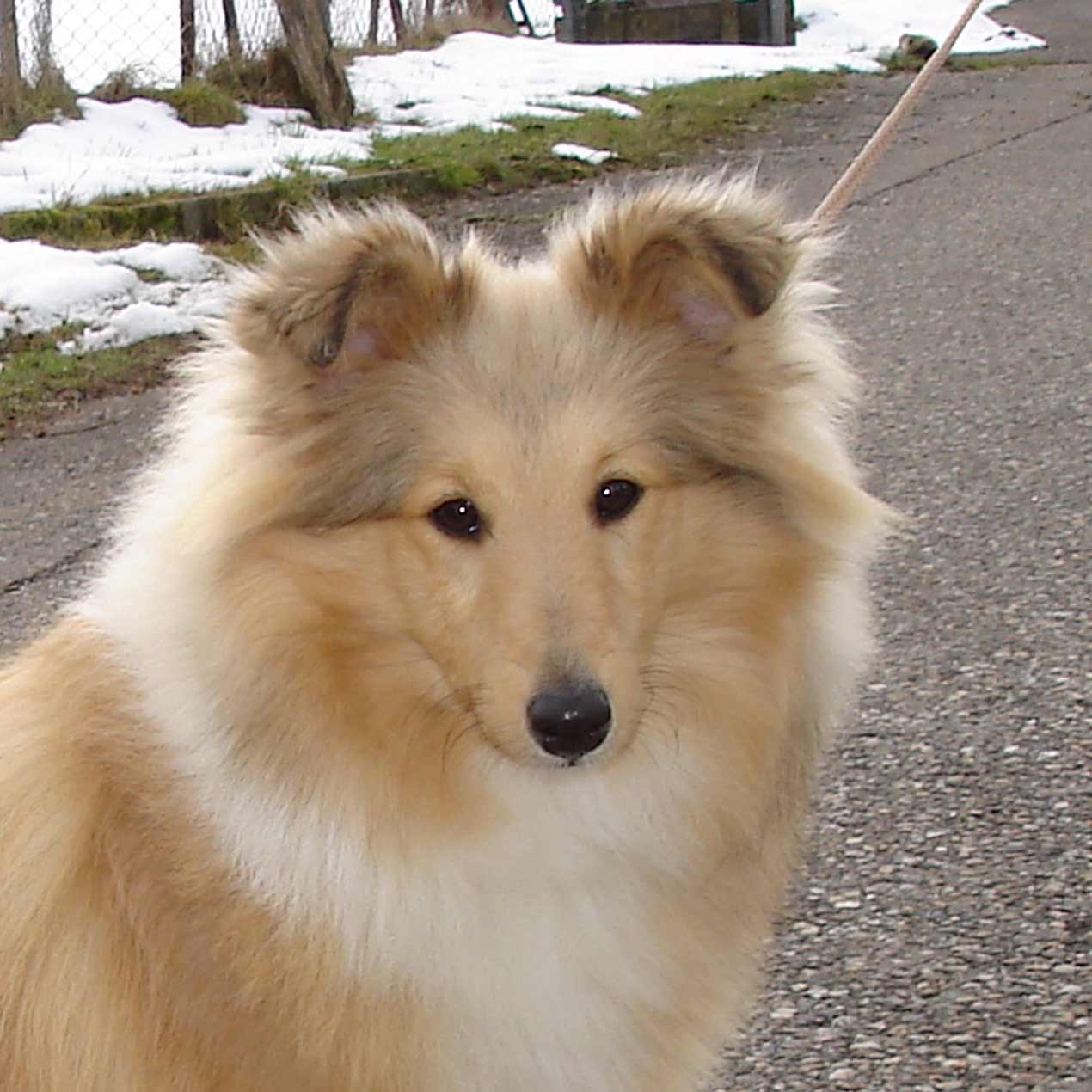 Thara