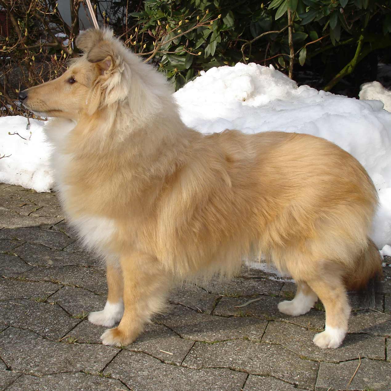 Thara