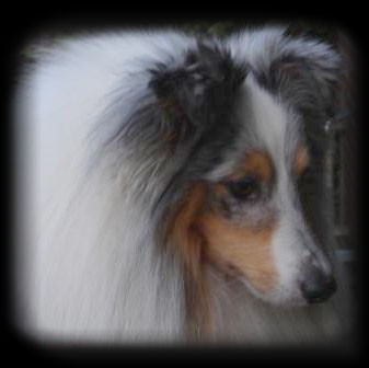 Sheltie