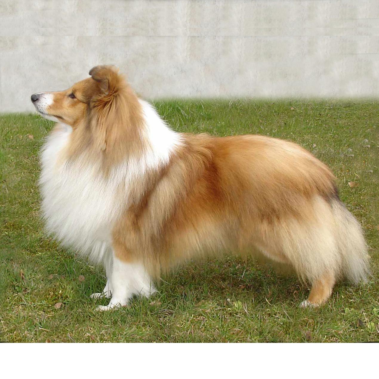 Miro