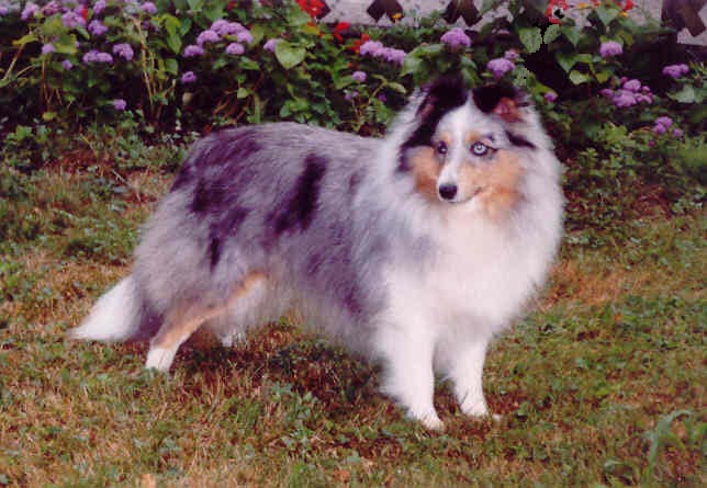 Shila