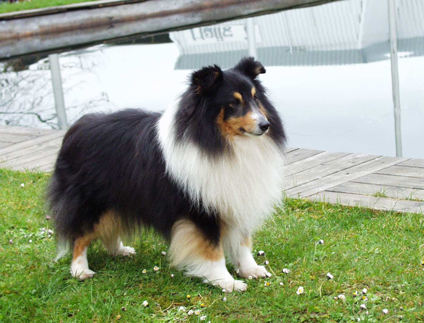 Tam