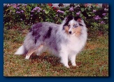 Shila